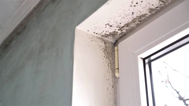 Best Mold Remediation for Specific Building Types in Bushland, TX