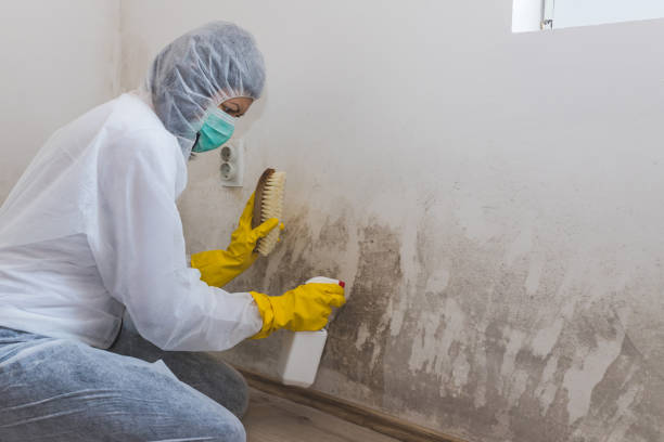 Best Residential Mold Remediation in Bushland, TX