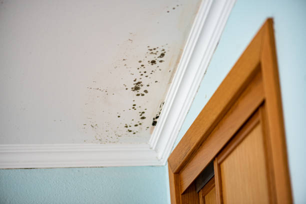 Best Commercial Mold Remediation in Bushland, TX
