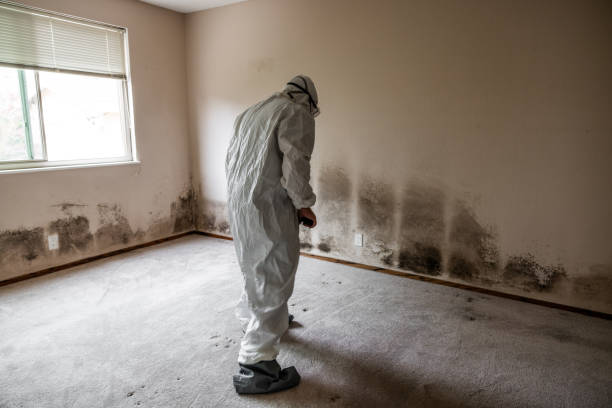 Best Emergency Mold Remediation in Bushland, TX