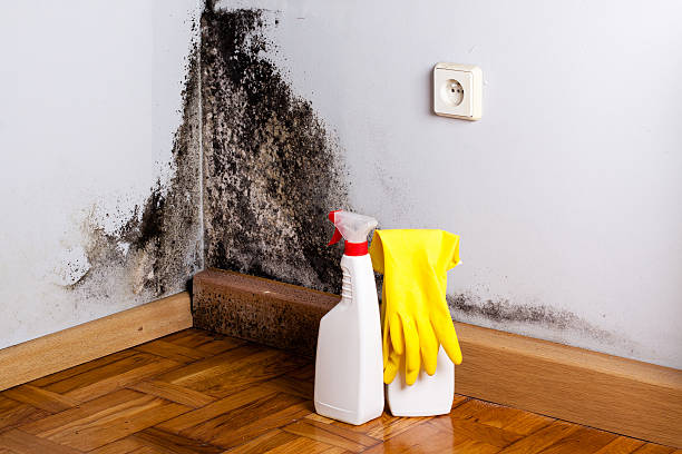 Best Kitchen Mold Remediation in Bushland, TX