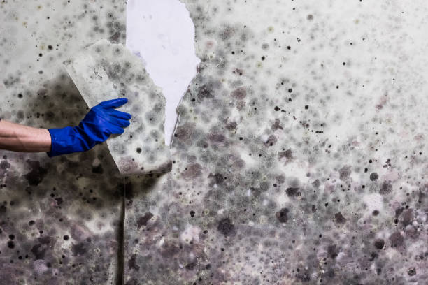 Best Mold Testing and Inspection Services in Bushland, TX