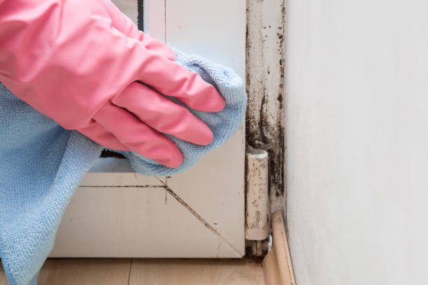 Best Post-Flood Mold Remediation in Bushland, TX